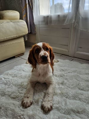 Les chiots de Welsh Springer Spaniel