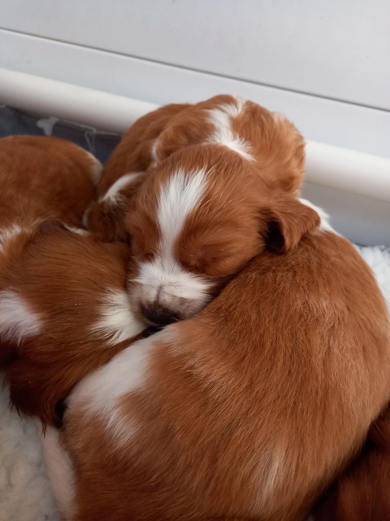 Welsh Springer Spaniel - des Hauts de L'Espinouse
