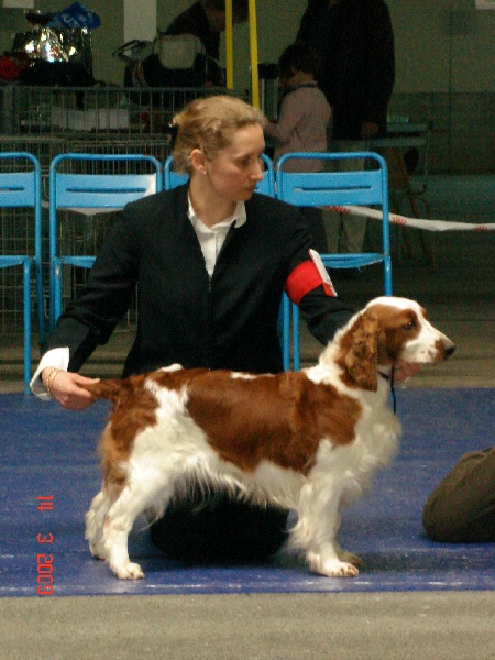 TR. CH. Baby love des Hauts de L'Espinouse - 3° excellent classe ouverte