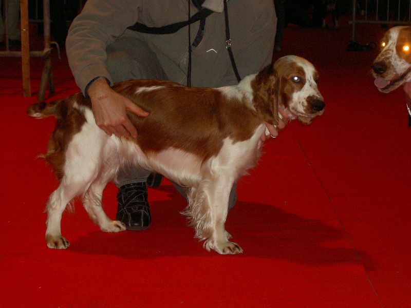 TR. CH. Baby love des Hauts de L'Espinouse - CACS CAC italien 1° excellent