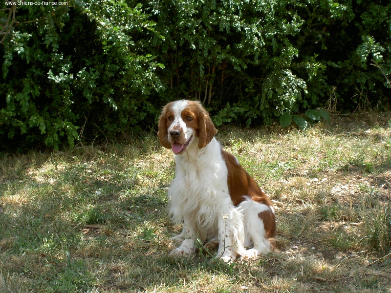 TR. CH. Tweety toupie des Hauts de L'Espinouse - CACIB Meilleur de race