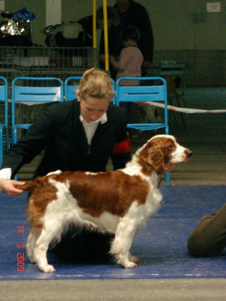 TR. CH. Baby love des Hauts de L'Espinouse - RCACS 1° excellent classe ouverte