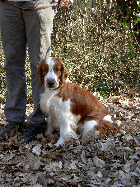 TR. CH. Baby love des Hauts de L'Espinouse - 1° excellent CACS CACIB