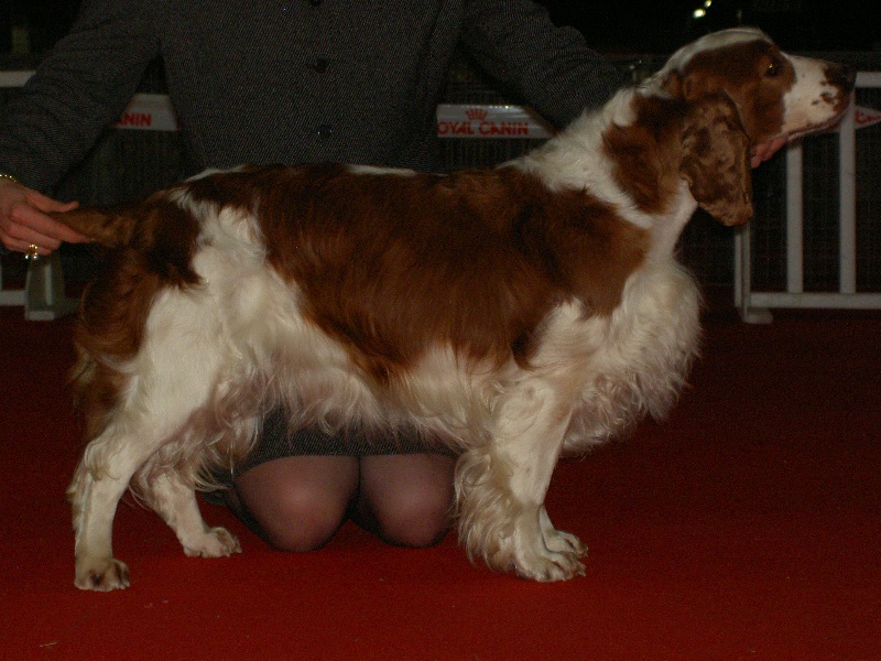 TR. CH. Baby love des Hauts de L'Espinouse - 1° exc CACS BOB