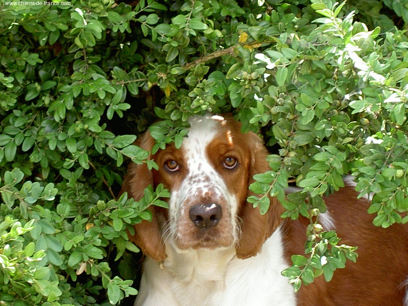 TR. CH. Tweety toupie des Hauts de L'Espinouse - CACS CACIB meilleure femelle et meilleur de race