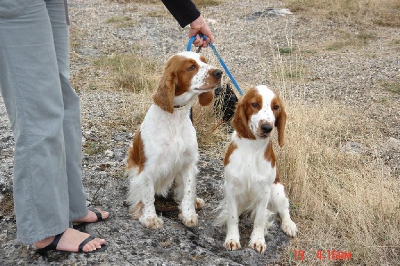 TR. CH. Baby love des Hauts de L'Espinouse - Confirmation