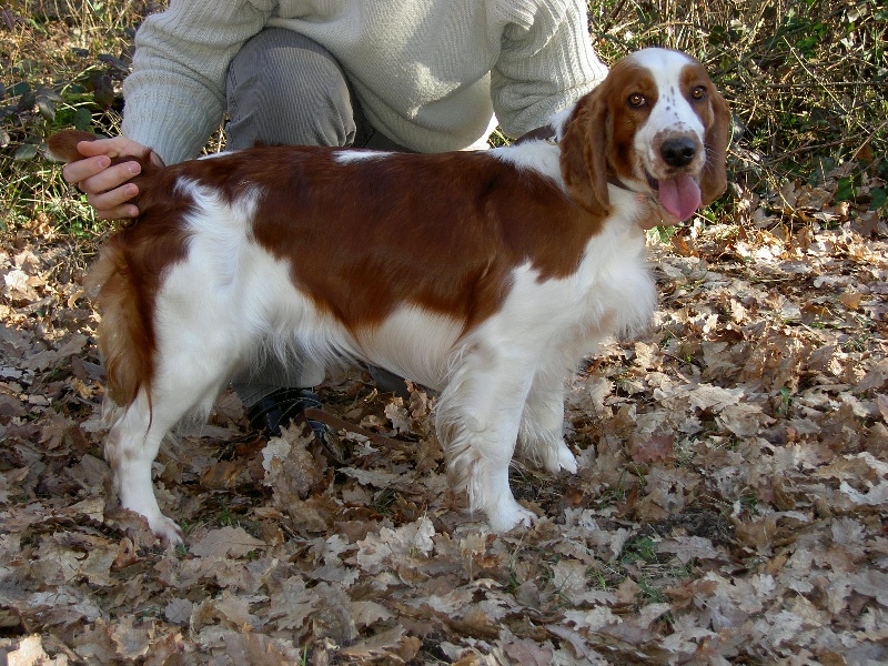 TR. CH. Baby love des Hauts de L'Espinouse - 1° excellent CACS CACIB