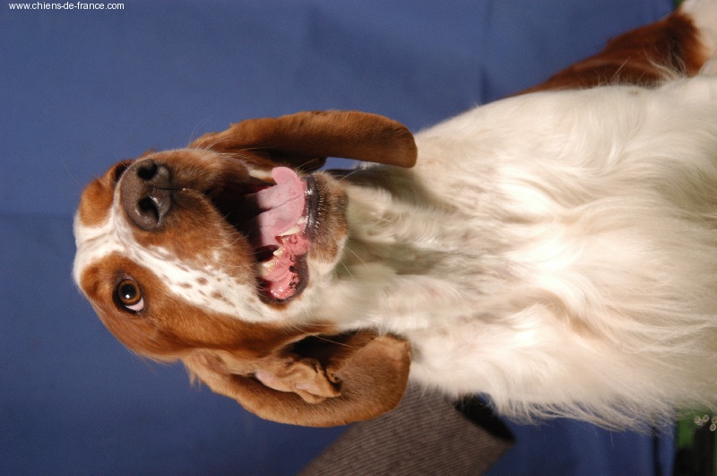 TR. CH. Tweety toupie des Hauts de L'Espinouse - CACS CACIB