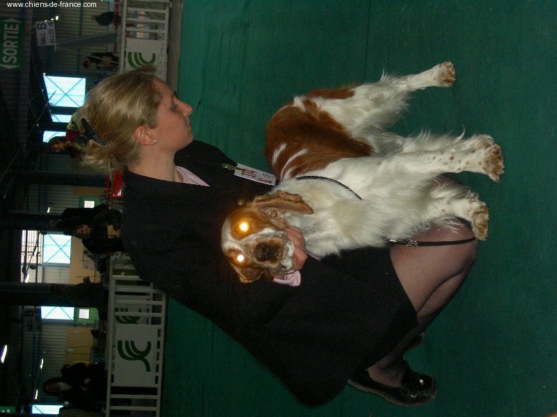 TR. CH. Tweety toupie des Hauts de L'Espinouse - CACIB Meilleur de race 1° exc classe champion