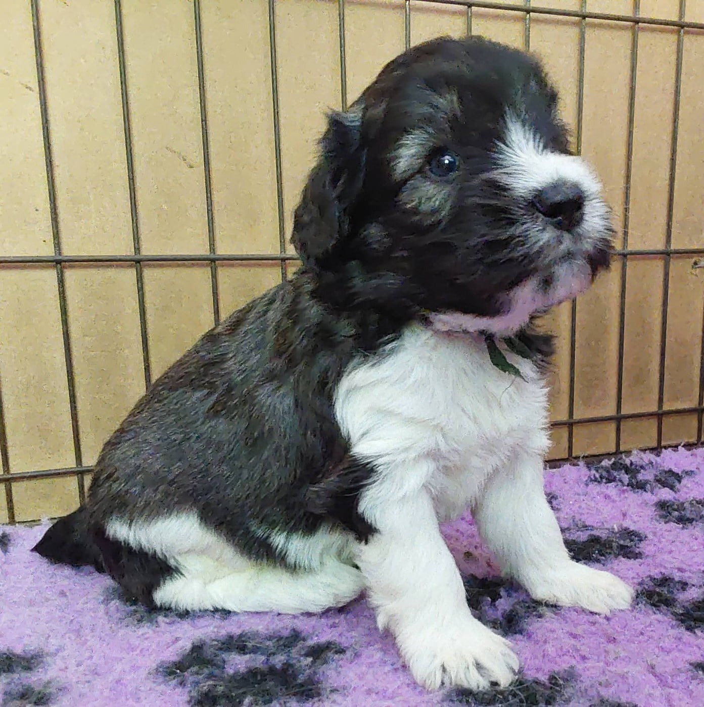 Chiot N°3 - Berger Polonais de plaine