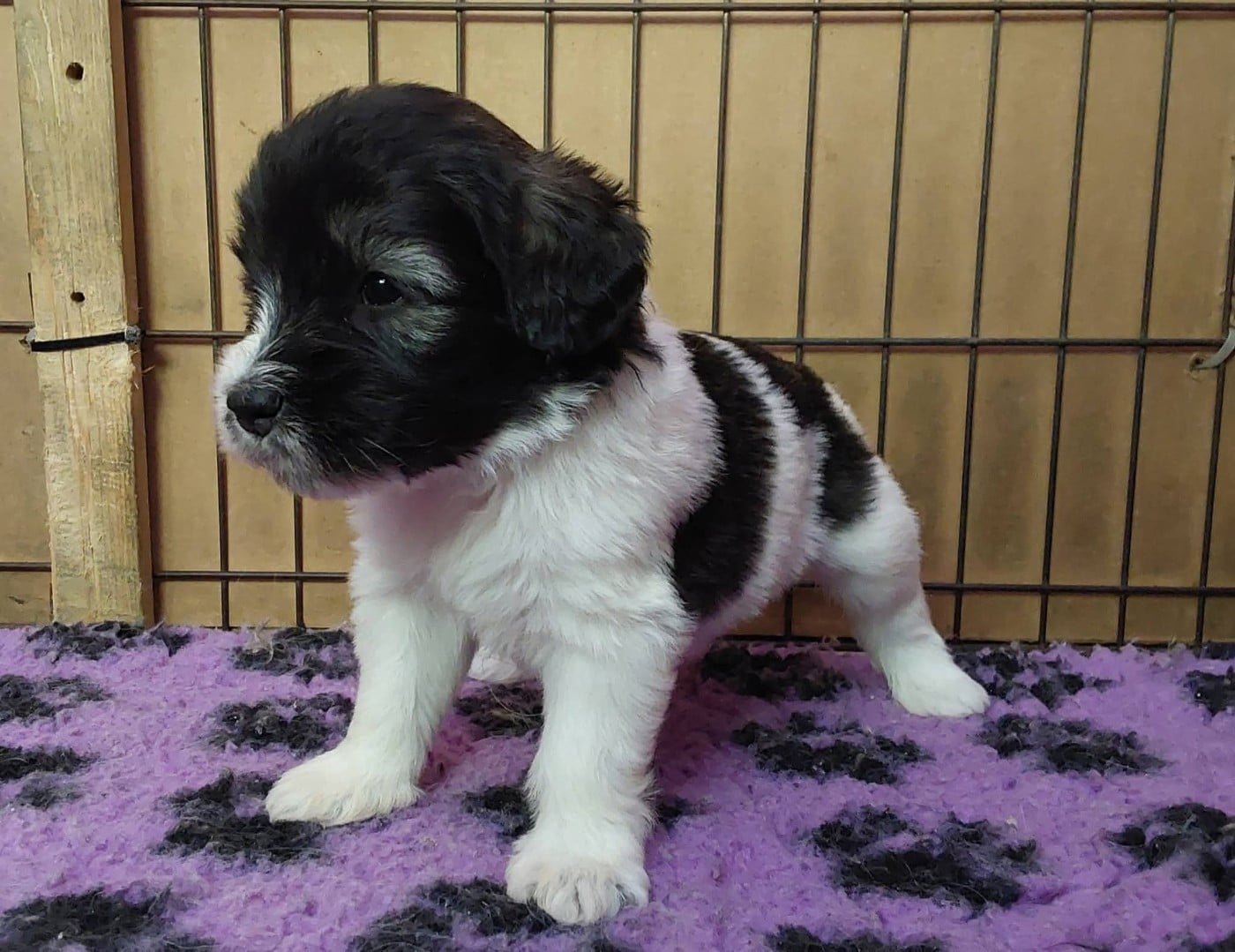 Chiot N°4 - Berger Polonais de plaine