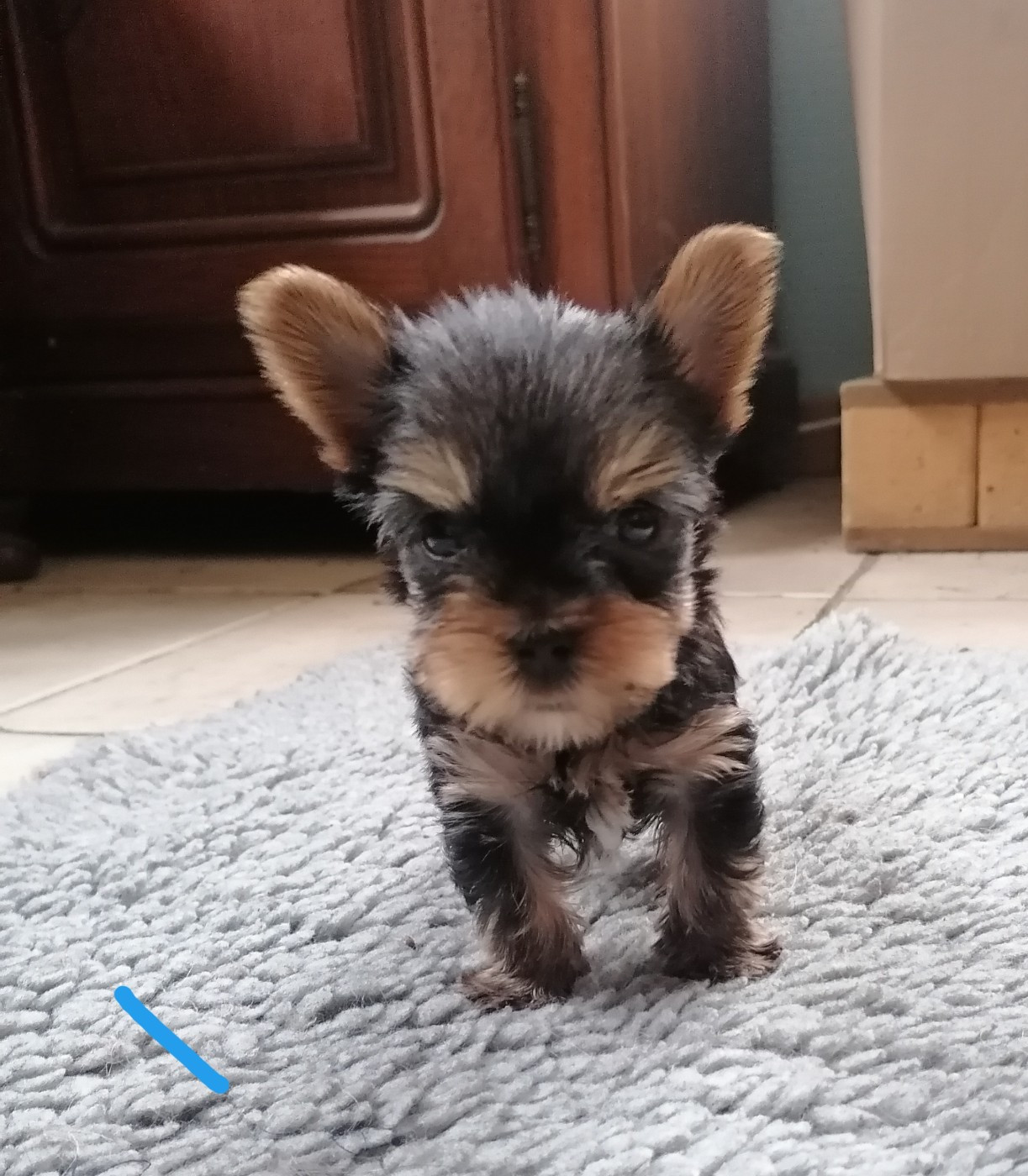 Blue - Yorkshire Terrier