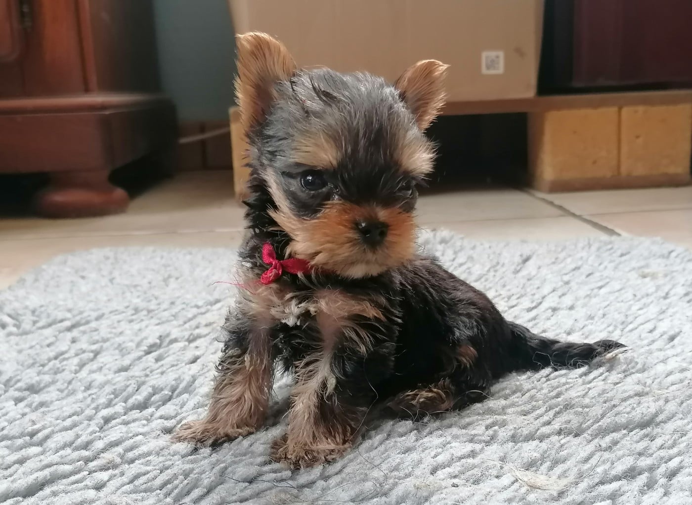 Bubble - Yorkshire Terrier