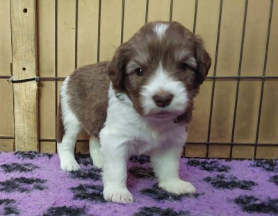 Les chiots de Berger Polonais de plaine