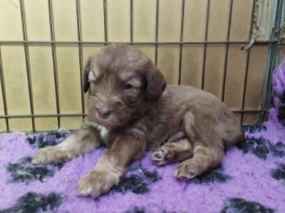 Les chiots de Berger Polonais de plaine