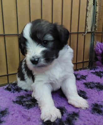 Les chiots de Berger Polonais de plaine