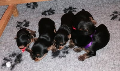 Les chiots de Yorkshire Terrier