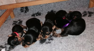 Les chiots de Yorkshire Terrier