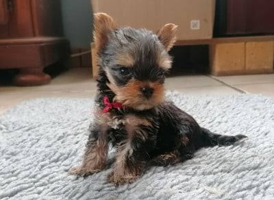 Les chiots de Yorkshire Terrier