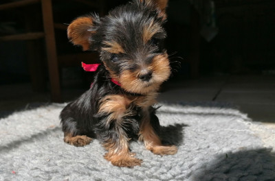 Les chiots de Yorkshire Terrier