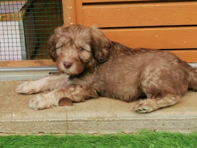 Les chiots de Berger Polonais de plaine
