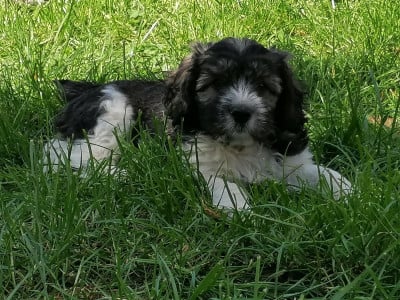 Les chiots de Berger Polonais de plaine
