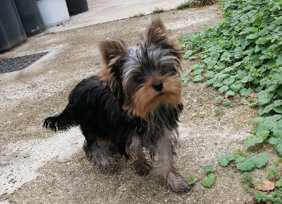 Les chiots de Yorkshire Terrier