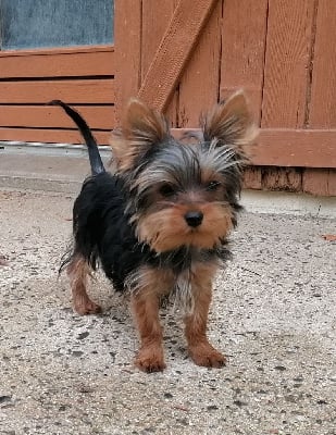 Les chiots de Yorkshire Terrier