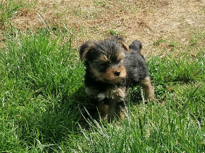 Les chiots de Yorkshire Terrier