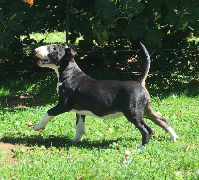 Les chiots de Bull Terrier
