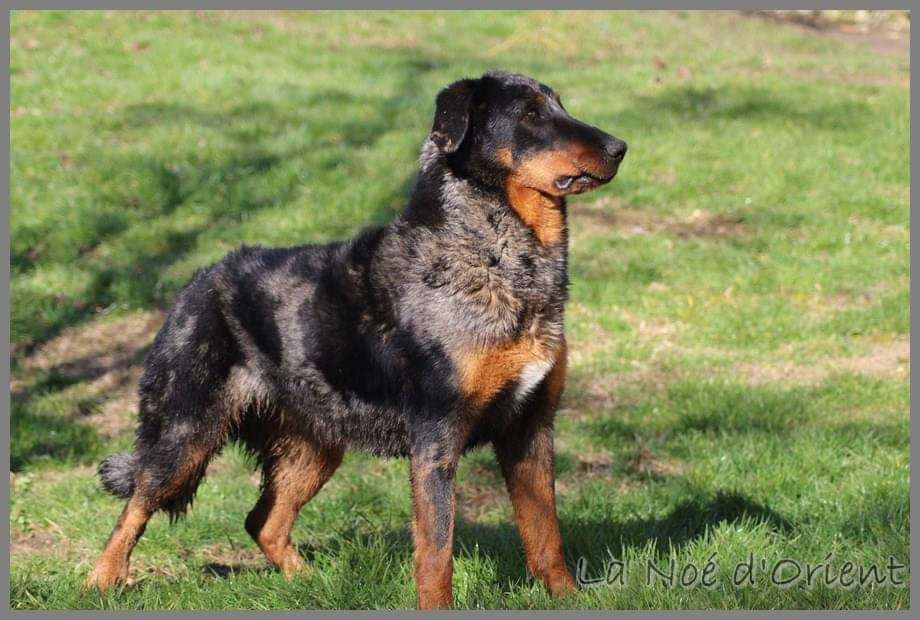 Accueil BEAUCERON élevage de beauceron LOF CHIOT BEAUCERON de la Noé d'Orient