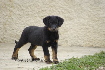 Accueil Beauceron Elevage De Beauceron Lof Chiot Beauceron De La Noe D Orient