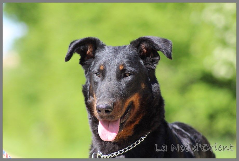 Publication : de la Noé d'Orient Auteur : La Noé d'Orient