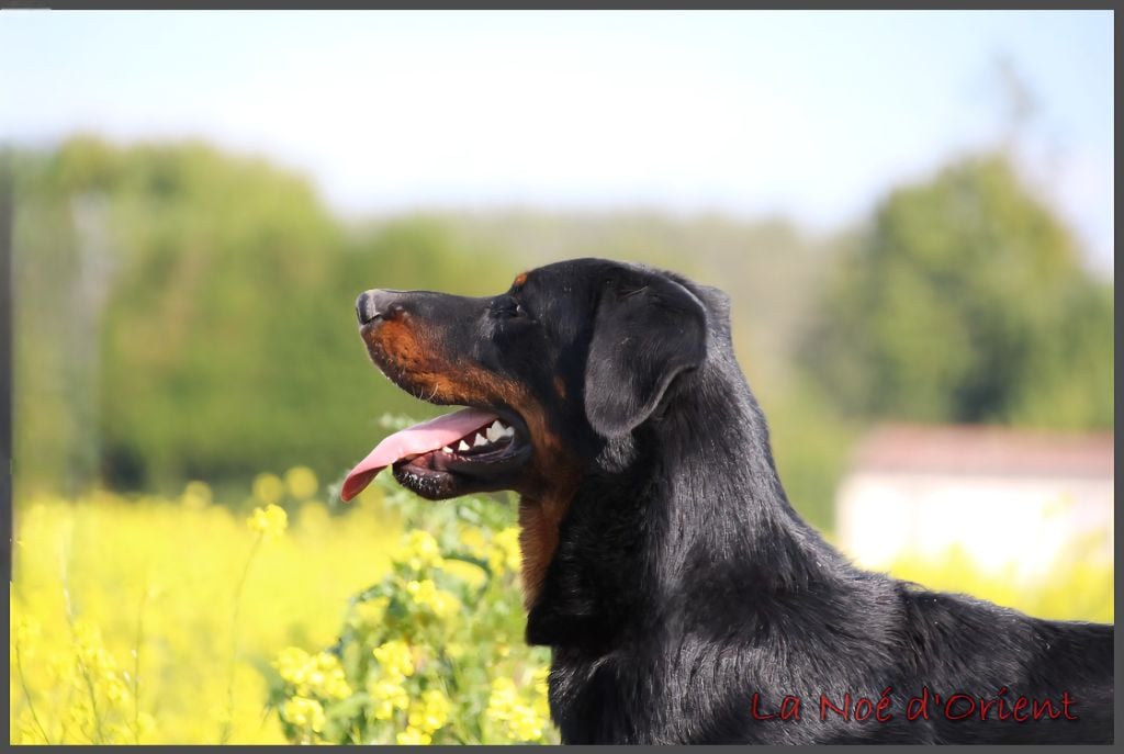 Vic de la Noé d'Orient