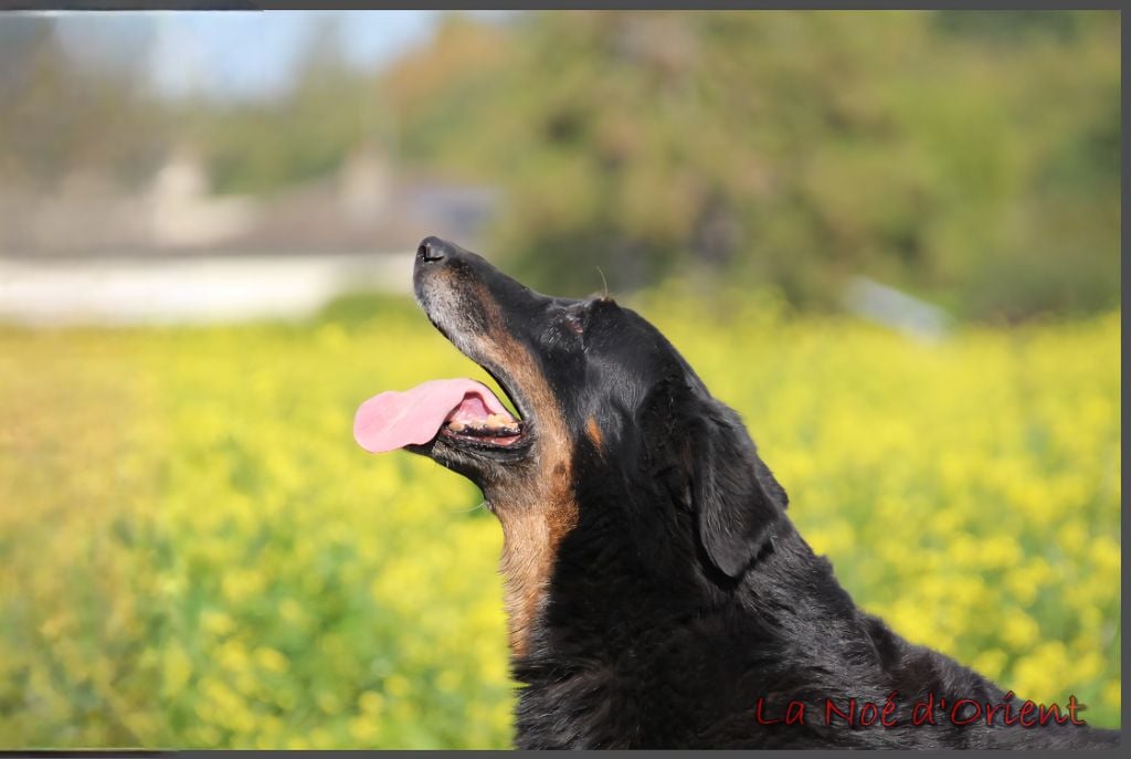 Ix-box de la Noé d'Orient