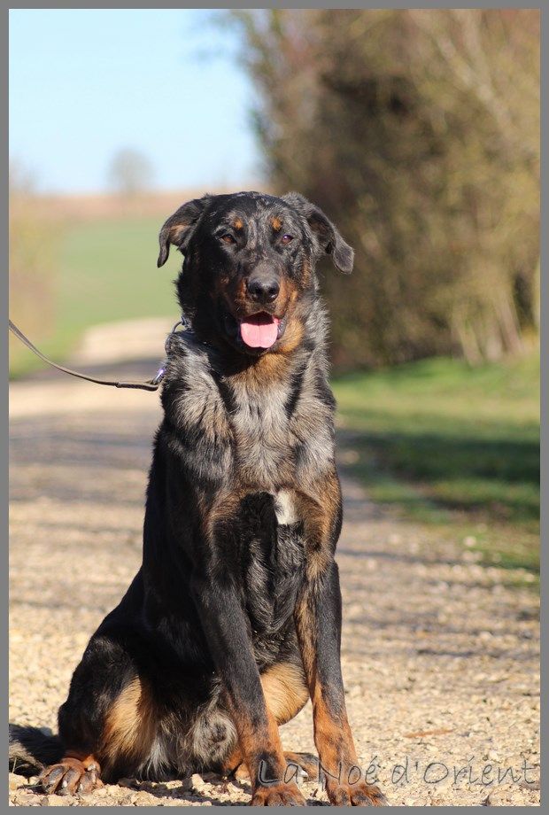 Publication : de la Noé d'Orient Auteur : La Noé d'Orient