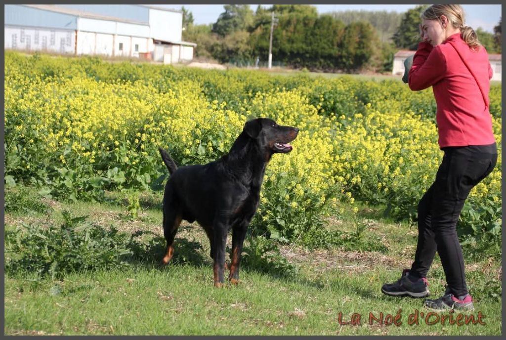 Vvinnie l'ourson de la Noé d'Orient