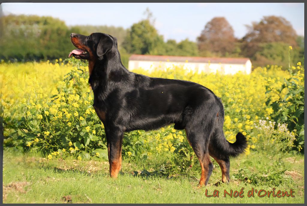 Vic de la Noé d'Orient