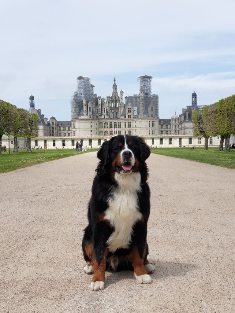 CH. Sirius black de la vallée de l'echiquier