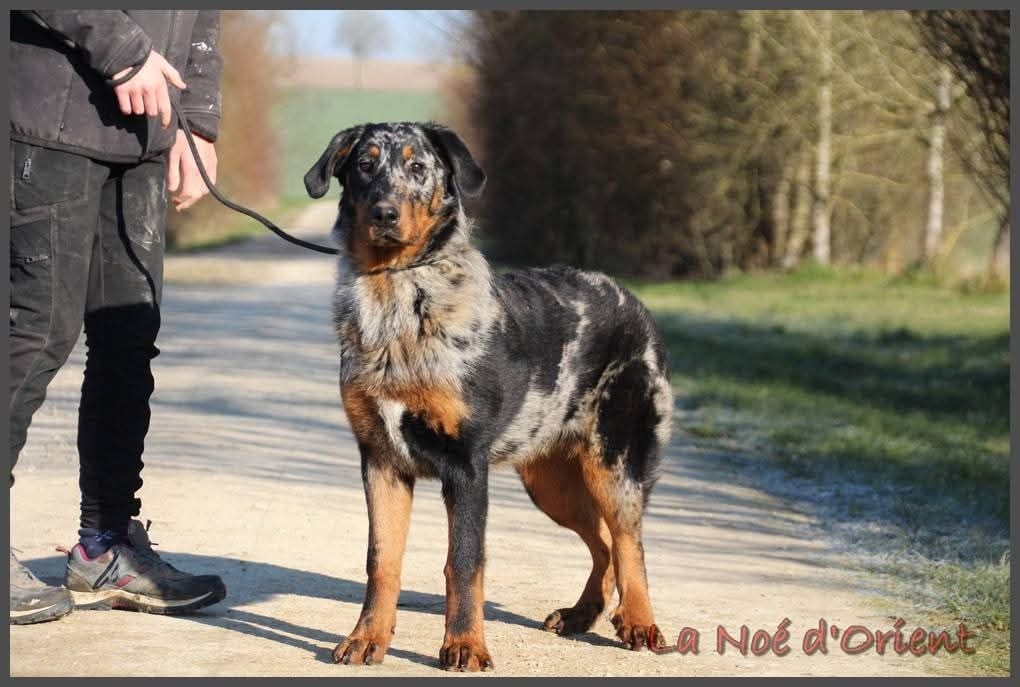 Vilaine cendrÉe de la Noé d'Orient