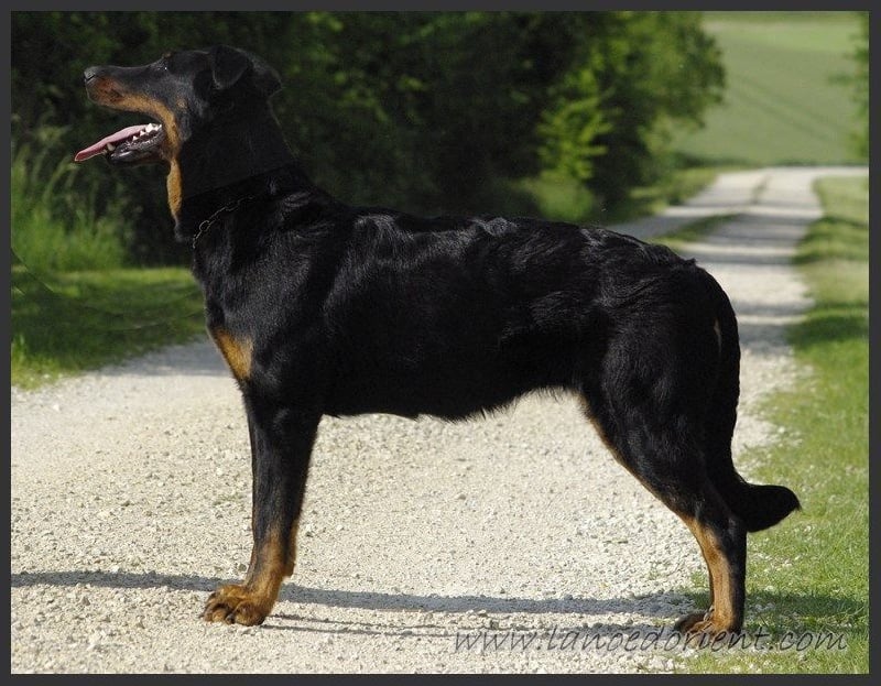 Publication : de la Noé d'Orient Auteur : La Noé d'Orient