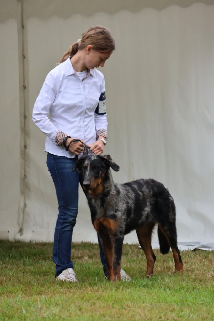 Vermicelle cendrée de la Noé d'Orient
