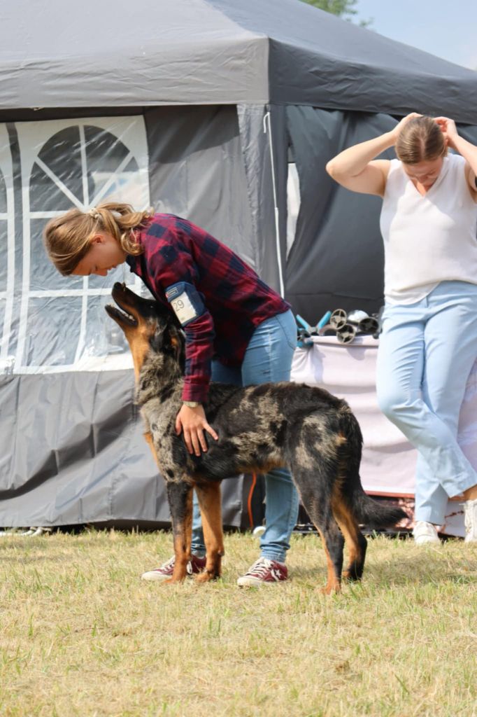 Vermicelle cendrée de la Noé d'Orient
