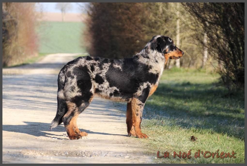 Vilaine cendrÉe de la Noé d'Orient
