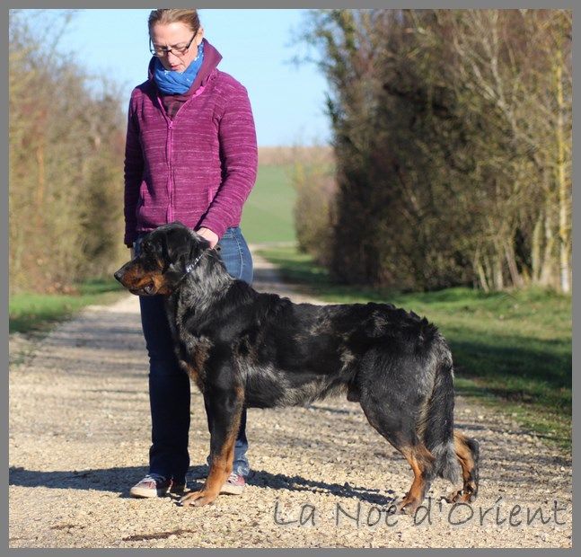 Publication : de la Noé d'Orient Auteur : La Noé d'Orient