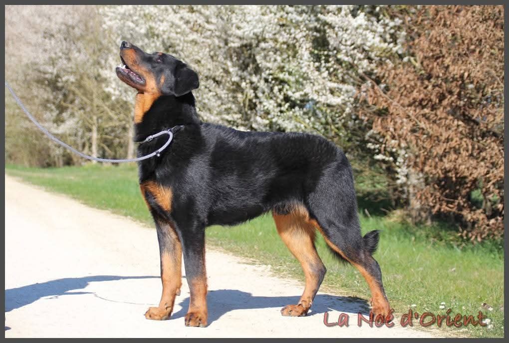 Vic de la Noé d'Orient