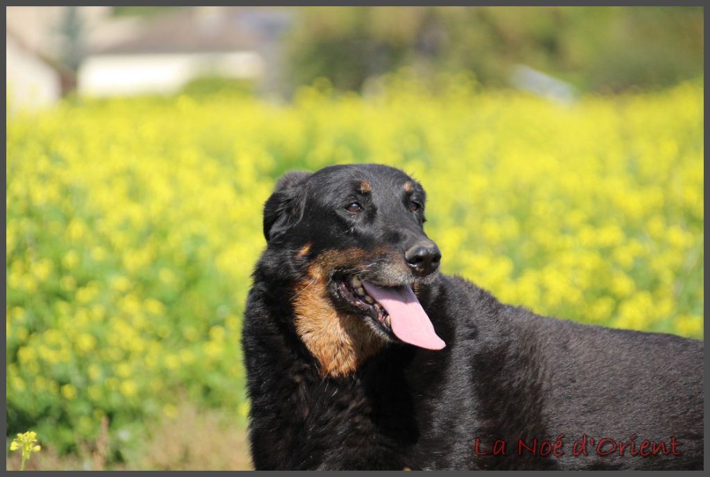 Ix-box de la Noé d'Orient