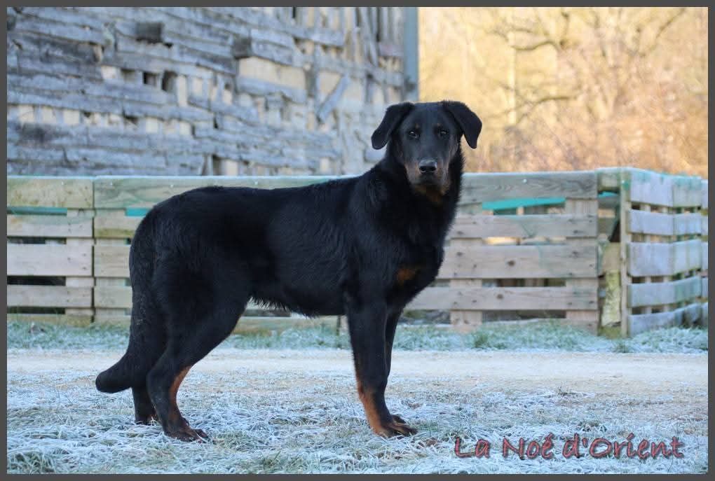 Vvinnie l'ourson de la Noé d'Orient