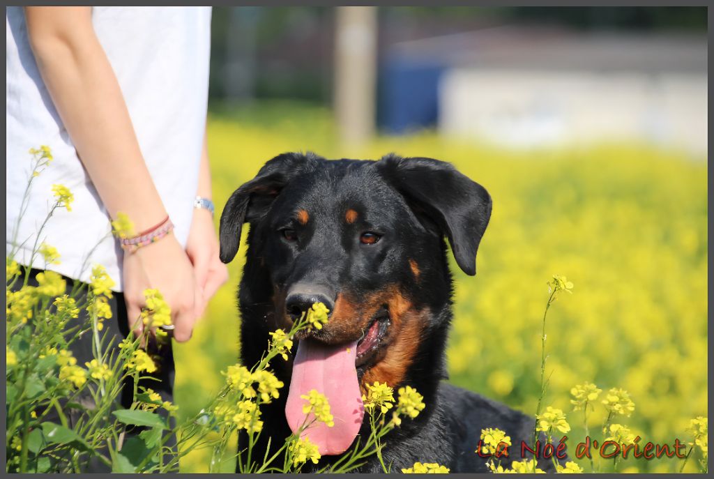 Vic de la Noé d'Orient