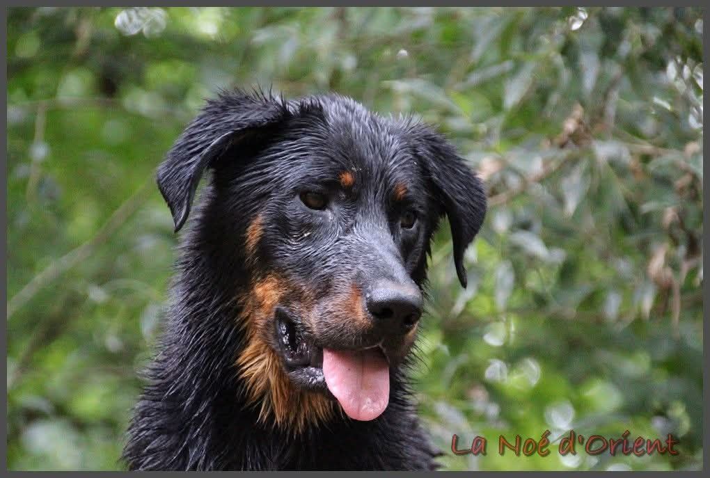 Vic de la Noé d'Orient